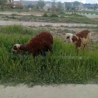 فروش بره نر و ماده افشاری