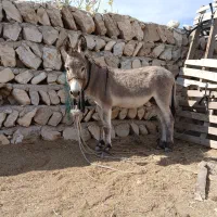 الاغ نر|حیوانات مزرعه|بندرعباس, |دیوار