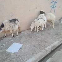 ۲راس میش جوان بره دار هر ۲راس بره نر|حیوانات مزرعه|مرودشت, تخت جمشید|دیوار