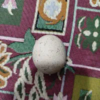 سنگ آسیاب