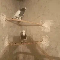 کبوتر|پرنده|هشتگرد, قاسم آباد بزرگ|دیوار