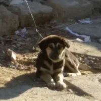 سگ اصل|سگ|نهاوند, |دیوار