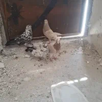 کبوتر پرشی تهرانی4