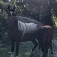 اسب مادیان با کورع یابو