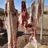 گوشت بره و گوساله محلی و بزغاله|خوردنی و آشامیدنی|روانسر, |دیوار