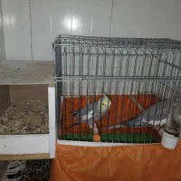 یک جفت عروس هلندی با ۲تا جوجه