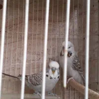 مرغ عشق انگلیسی