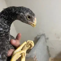 جوجه لاری هندی|حیوانات مزرعه|رشت, پل تالشان|دیوار