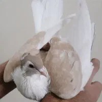 کفترساده هفت رنگ سیاه خال زرد مشکی کاکلی  گلدار