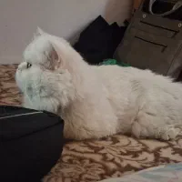 گربه پرشین|گربه|ساری, |دیوار