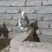 طوقی|پرنده|بیستون, |دیوار