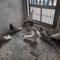 کبوتر|پرنده|آران و بیدگل, |دیوار