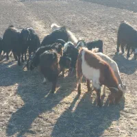 بزغاله بز میش