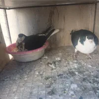 کفتر جفتگاه کرواتی|پرنده|سبزوار, پاسداران|دیوار