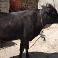 گاو نر گوشتی برای عید قربان