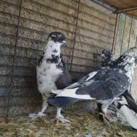 ستا قاره یک جفت کله دار گرگی|پرنده|هشتگرد, شهرک ریحانه|دیوار