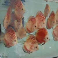 دیکس از سایز ۱ اینچ تا ۵ اینچ
