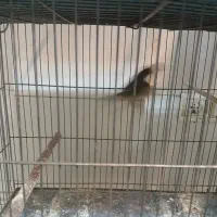 تعدادقنار نر سوختی|پرنده|ابریشم, |دیوار