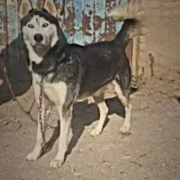 سگ نگهبان|سگ|مشهد, فرخد|دیوار