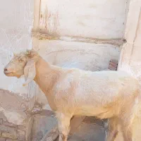 نری بخته شده