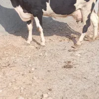 گاو جوان|حیوانات مزرعه|سده (خراسان جنوبی), |دیوار