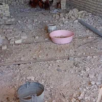 مرغ خانگی تخم گذار|پرنده|مشهد, خلق آباد سفلی|دیوار