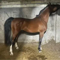 نریان سواری دار