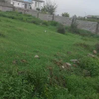 زمین پروانه دار با سیماک