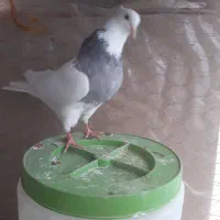 طوق سبز ماده