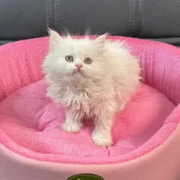 بچه. گربه. نژادار تخفیف دار مناسب کادوو|گربه|تهران, مرزداران|دیوار