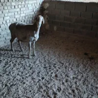 یک راس میش عربی جوان و یک راس کاور افشاری