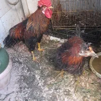 مرغ و خروس گلین