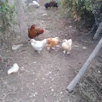 فروش مرغ و جوجه برهما و سسار،،و دستگاه جوجه کشی|حیوانات مزرعه|مشگین شهر, |دیوار