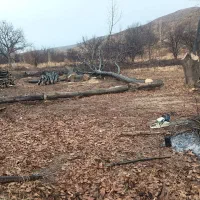 چوب|عمدهفروشی|شیروان (خراسان), |دیوار