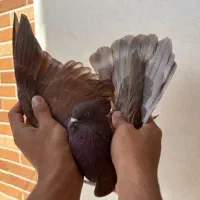کبوتر کفتر