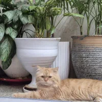 گربه نر نژاد پرشین گلد عروسکی|گربه|اهواز, شهرک توسعه نیشکر|دیوار