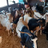 بزغاله فروشی