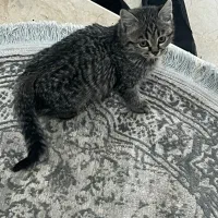 واگذاری گربه|گربه|یزد, |دیوار