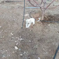 سگ پاکوتاه ۴ ماهه|سگ|جلفا, |دیوار