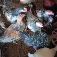 جوجه محلی