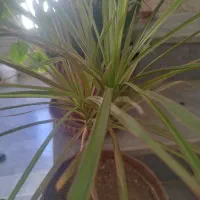 تعدادی گل طبیعی سرحال زیر قیمت|گل و گیاه طبیعی|یاسوج, |دیوار