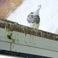 طوقی سرکه ای|پرنده|اردکان, |دیوار