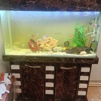 آکواریوم و ماهی