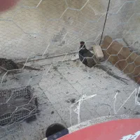 مرغ وخروس امریکایی|پرنده|اردبیل, |دیوار