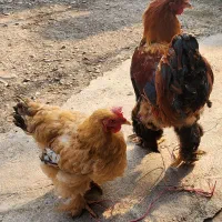 مرغ خروس|حیوانات مزرعه|طاهرگوراب, |دیوار