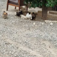 سگ پا کوتاه توله دو ماهه