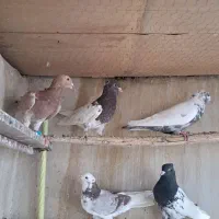 کبوتر رنگی سرور دمبی کفتر هوایی نر|پرنده|اصفهان, قائمیه|دیوار