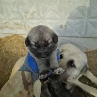 واگذاری توله سرابی