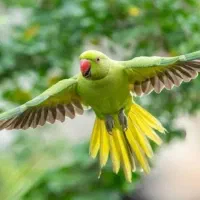 طوطی سبز