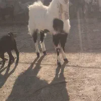 تکه فروشی|حیوانات مزرعه|طبس, |دیوار